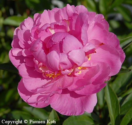 Paeonia lactiflora Gilbert Barthelot kiinanpioni